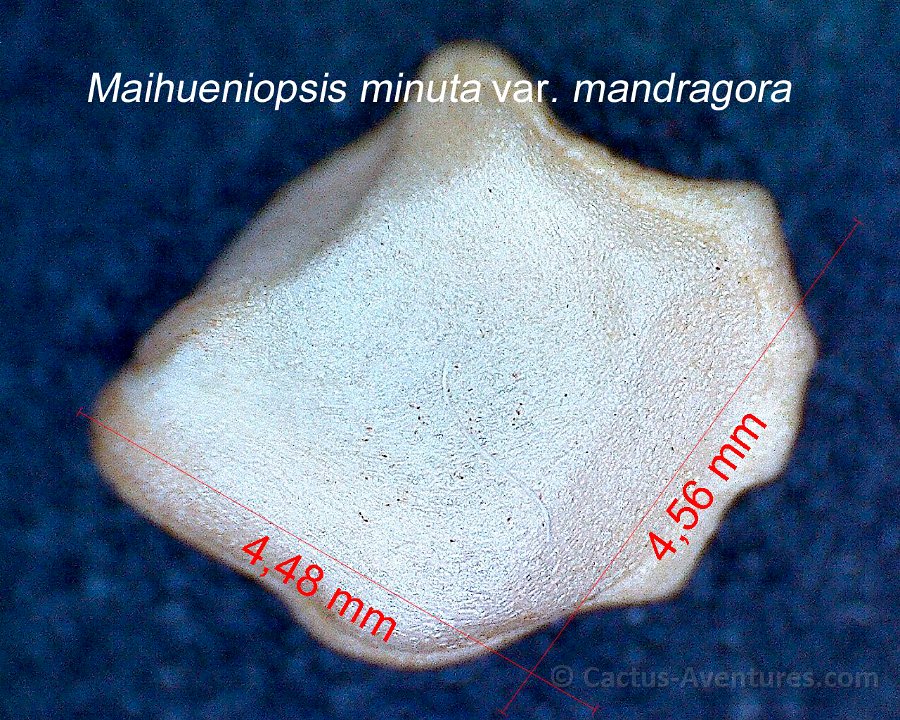 Maihueniopsis minuta v. mandragora JM